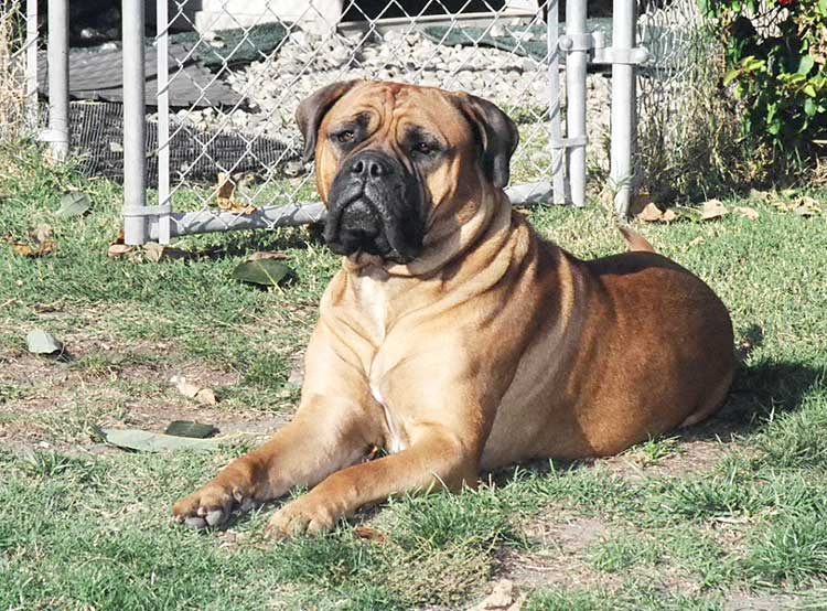Oldest bullmastiff sales